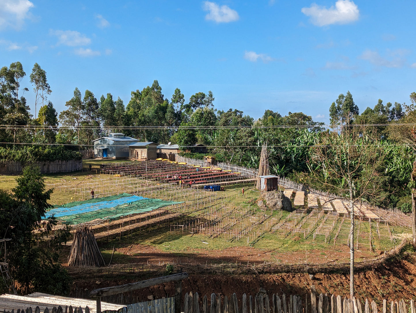 Blueberry Cheesecake
